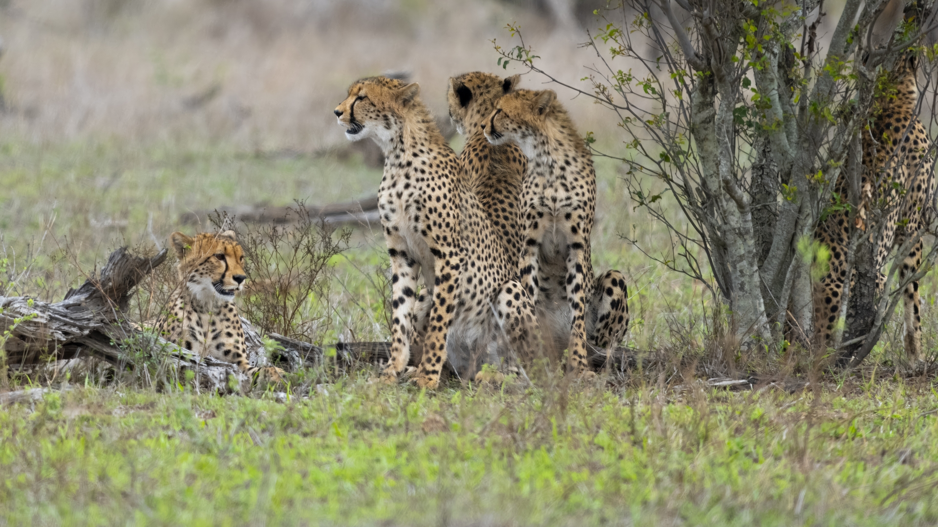Kruger25 2025 10 31 13 42 05 ILCE 1M2 1708